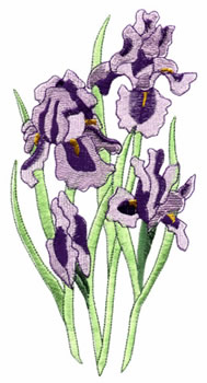 Iris Bouquet
