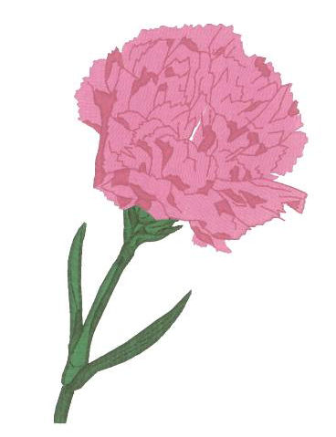Carnation Bloom