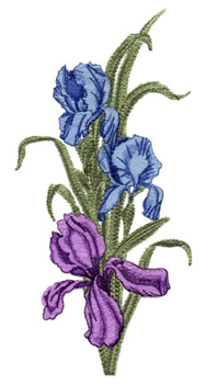 Balboa Iris